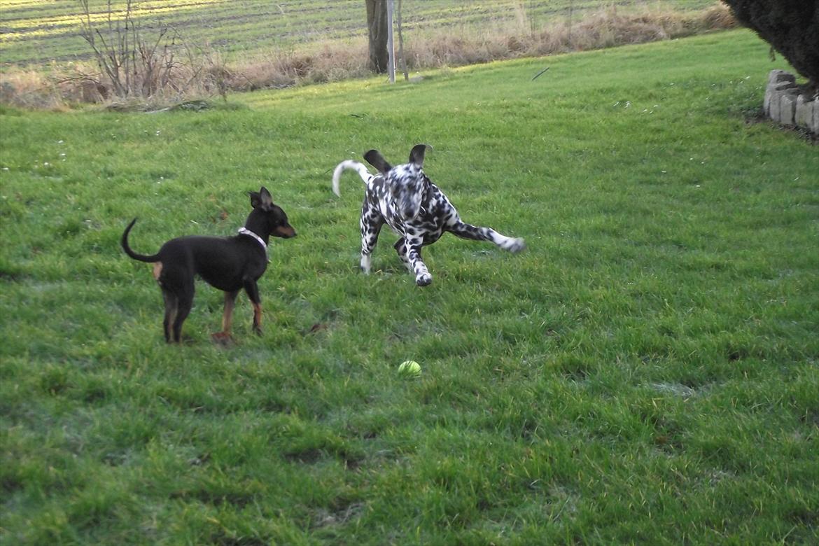 Dalmatiner Jason - Legetur i haven :) billede 8