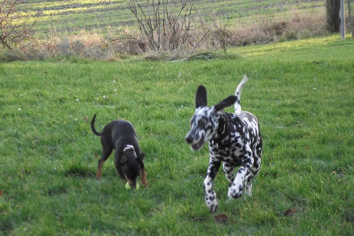 Dalmatiner Jason - Legetur i haven :) billede 9