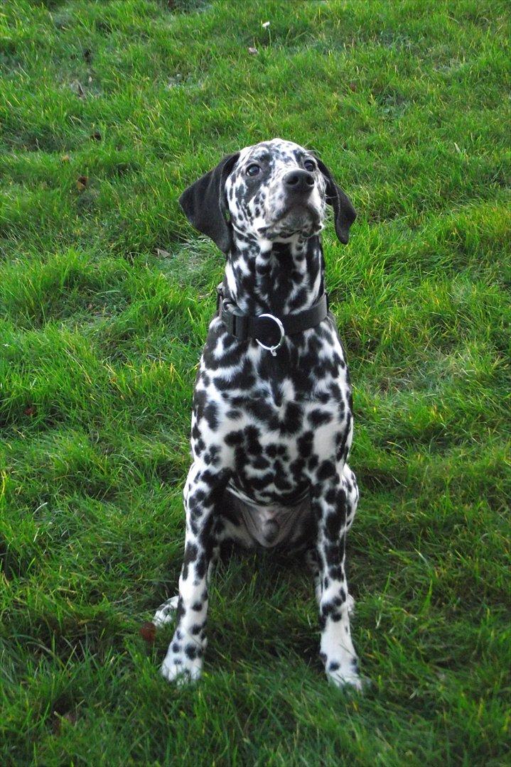 Dalmatiner Jason - Kan også sidde fint :P billede 10