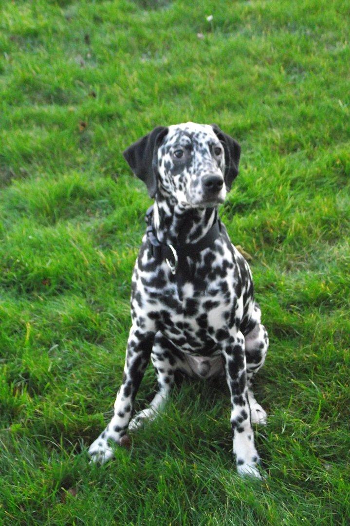Dalmatiner Jason - Kan også sidde fint :P billede 11