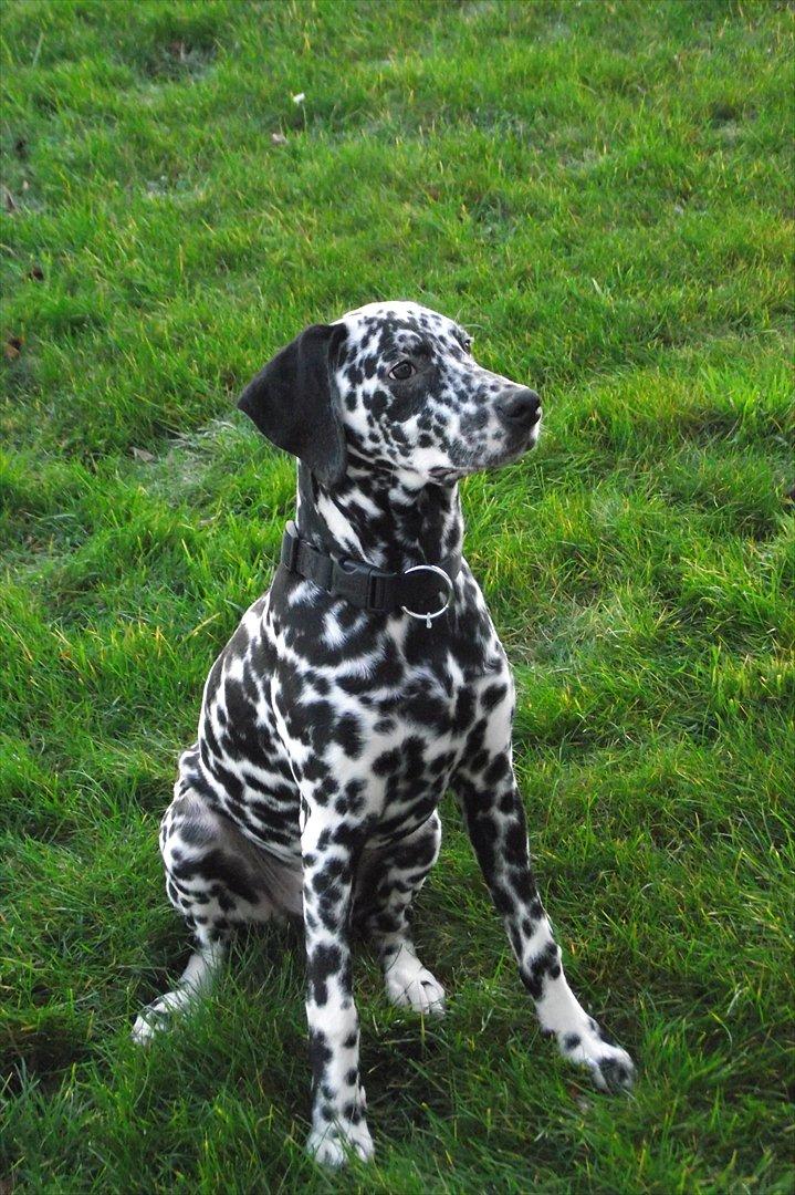 Dalmatiner Jason - Kan også sidde fint :P billede 12