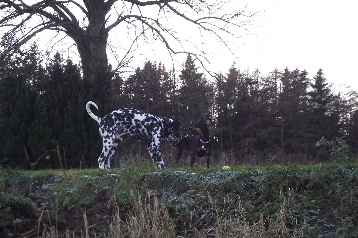 Dalmatiner Jason - Tur i hanen :P
 billede 13