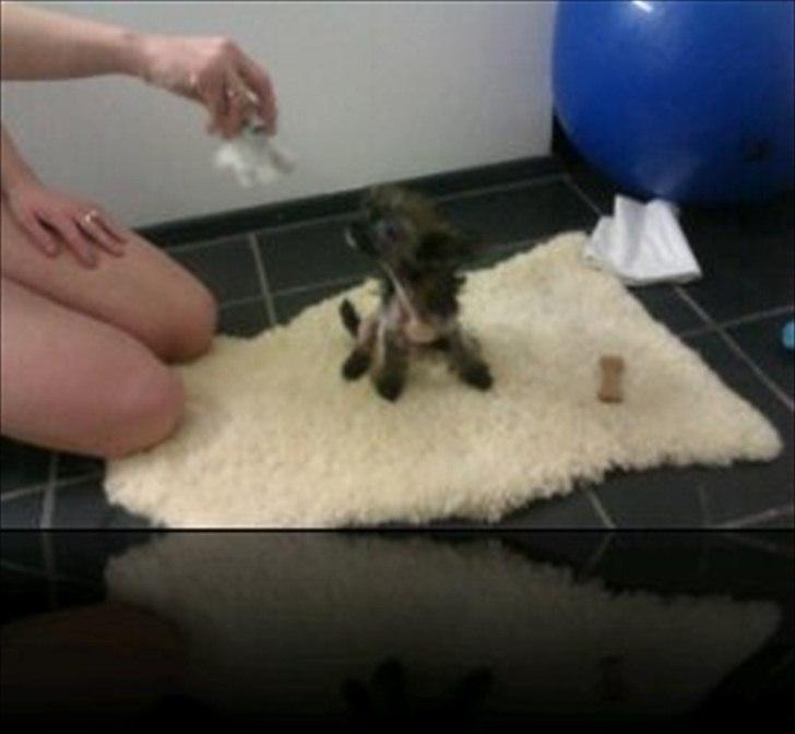 Chinese crested hårløs Alfi (Armani)  R.I.P. - Så kan man fornemme hvor lille han er.Her er han 14 uger. billede 2