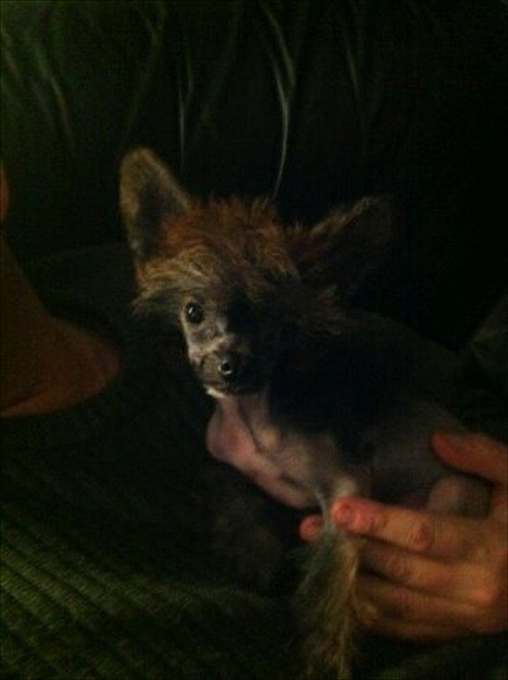 Chinese crested hårløs Alfi (Armani)  R.I.P. - Dagen før han kommer hjem. billede 3