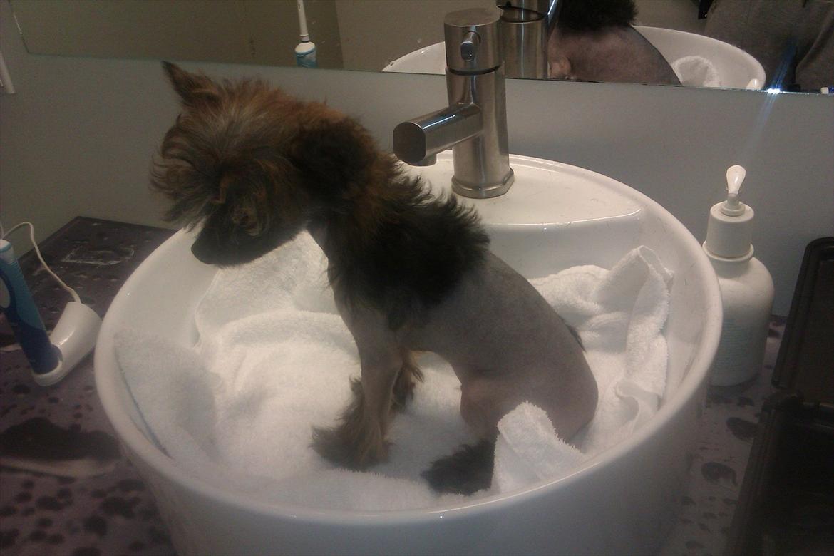 Chinese crested hårløs Alfi (Armani)  R.I.P. - Første gang hen bliver trimmet efter han er kommet. billede 4
