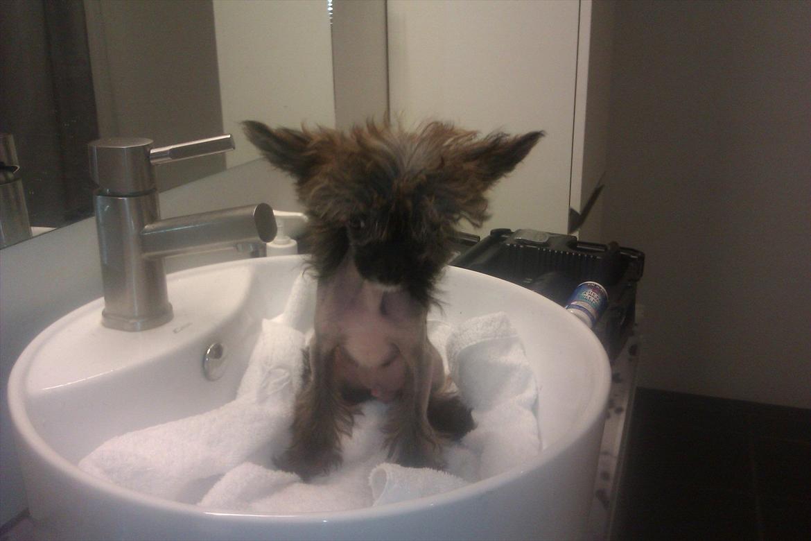 Chinese crested hårløs Alfi (Armani)  R.I.P. billede 5