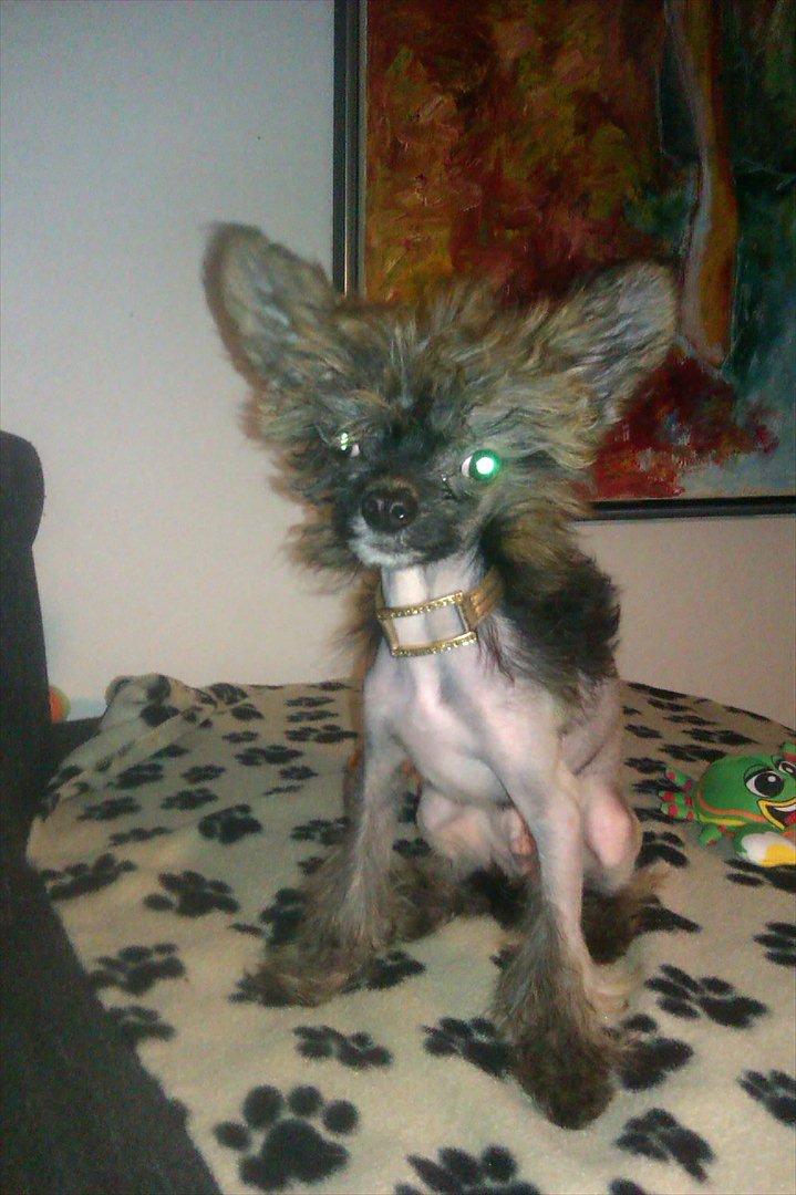 Chinese crested hårløs Alfi (Armani)  R.I.P. billede 6