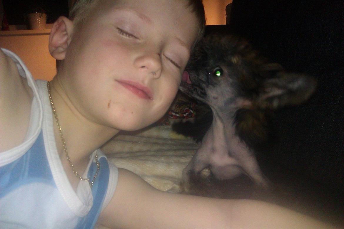 Chinese crested hårløs Alfi (Armani)  R.I.P. - Alfi og Mads, bedste venner. Mads er lige blevet 6 d 12 dec. billede 7