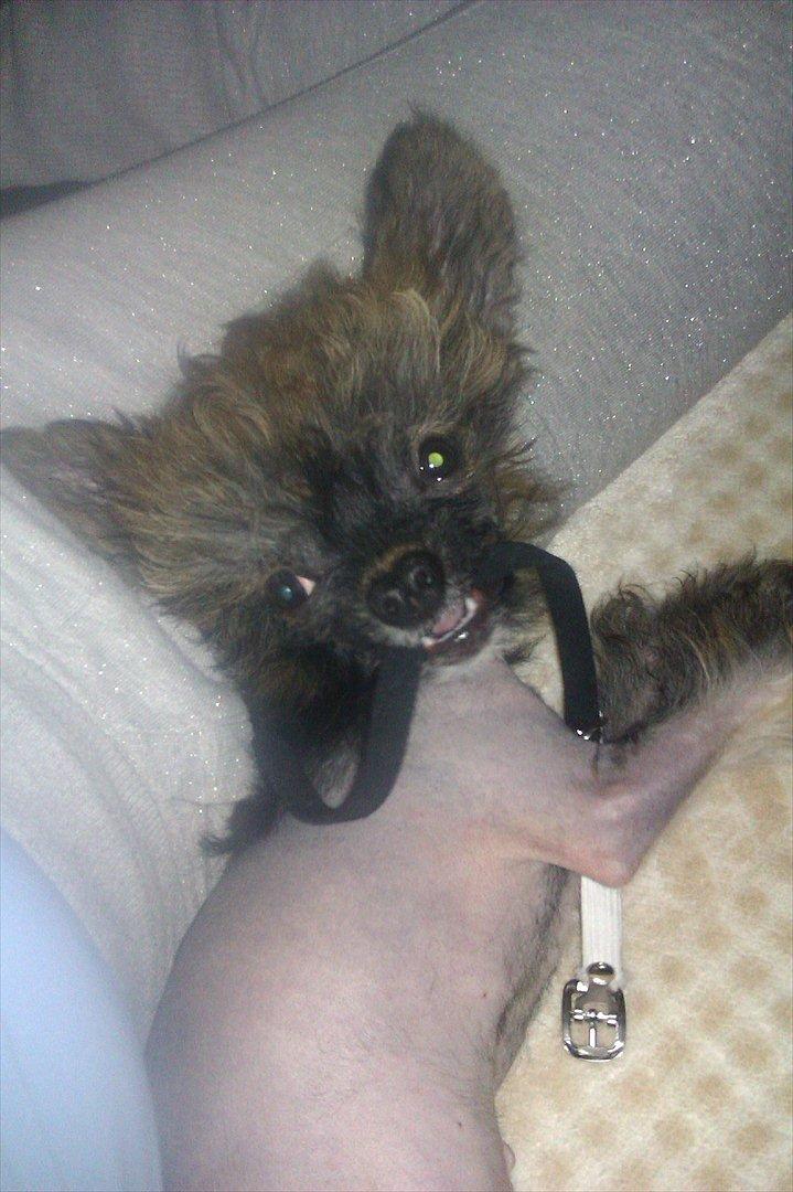 Chinese crested hårløs Alfi (Armani)  R.I.P. billede 8