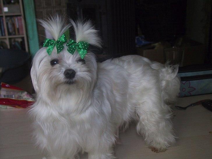 Malteser emma billede 1