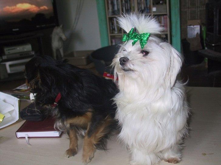 Malteser emma billede 2