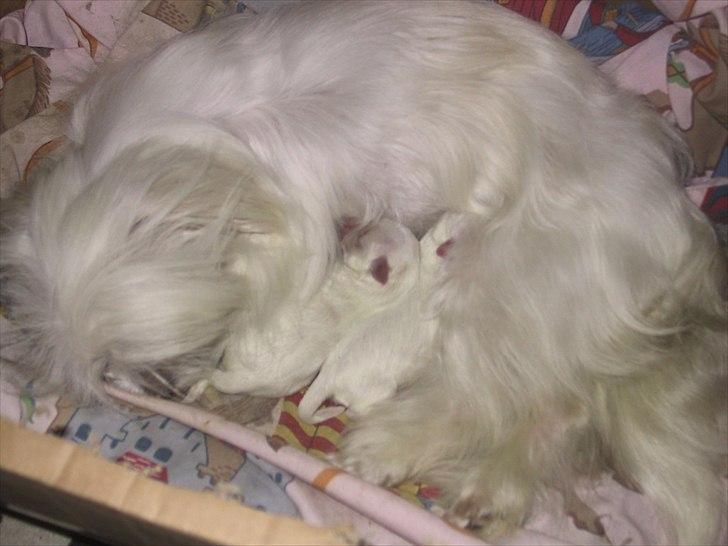 Malteser emma billede 3