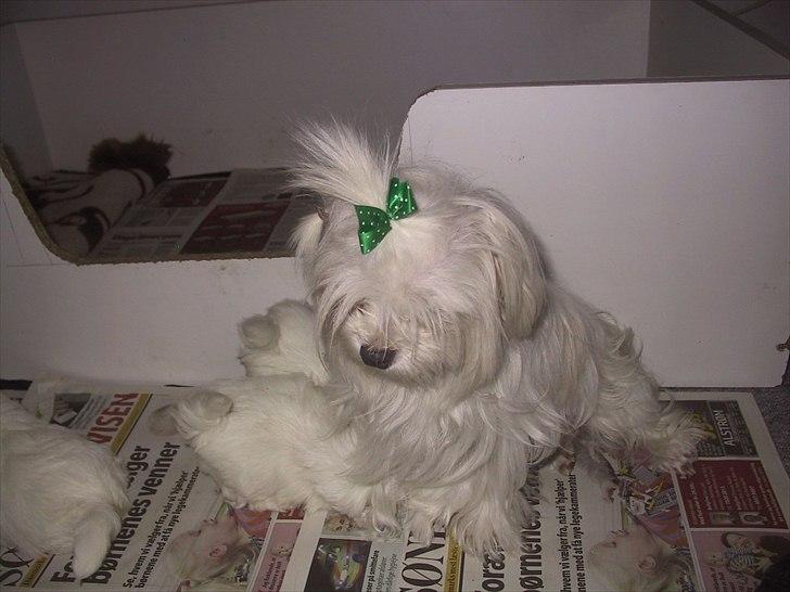 Malteser emma billede 4