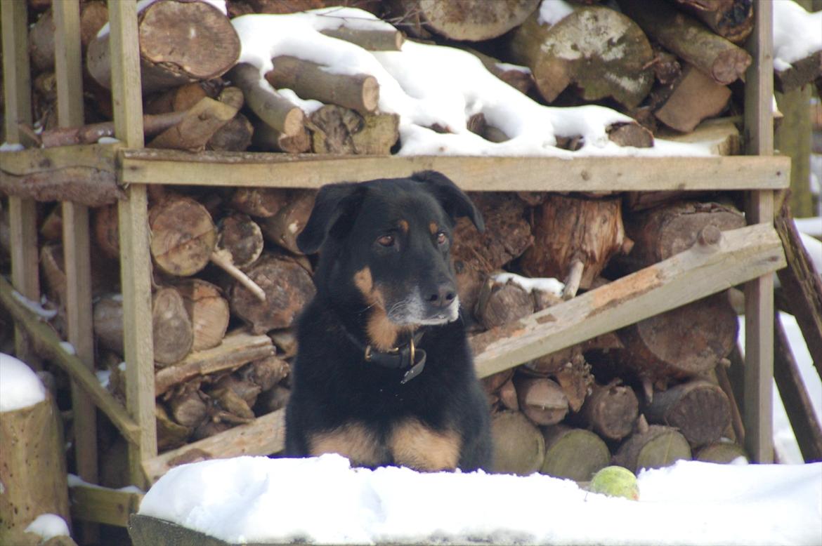 Blanding af racer Kovo <3 - Velkommen til kovos profil
- Smid en kommentar og en bedømmelse
Kovo i sneen 2010 billede 1