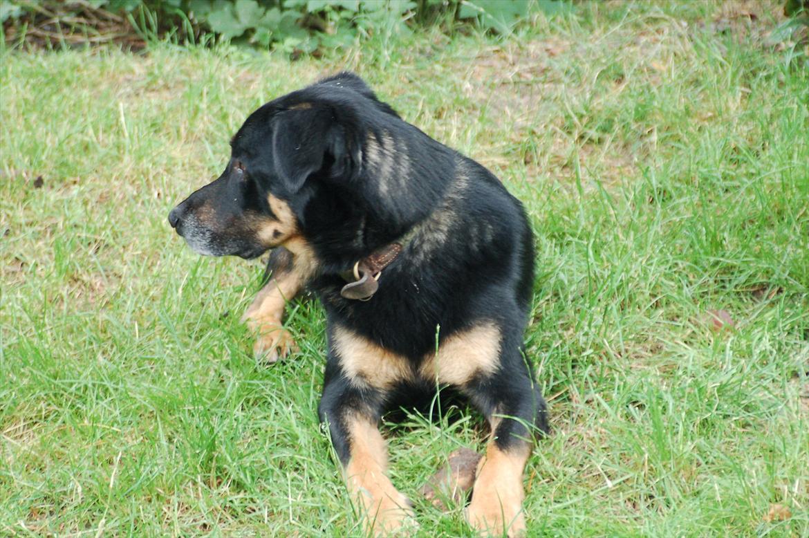 Blanding af racer Kovo <3 - Kovo i haven 2007 billede 2