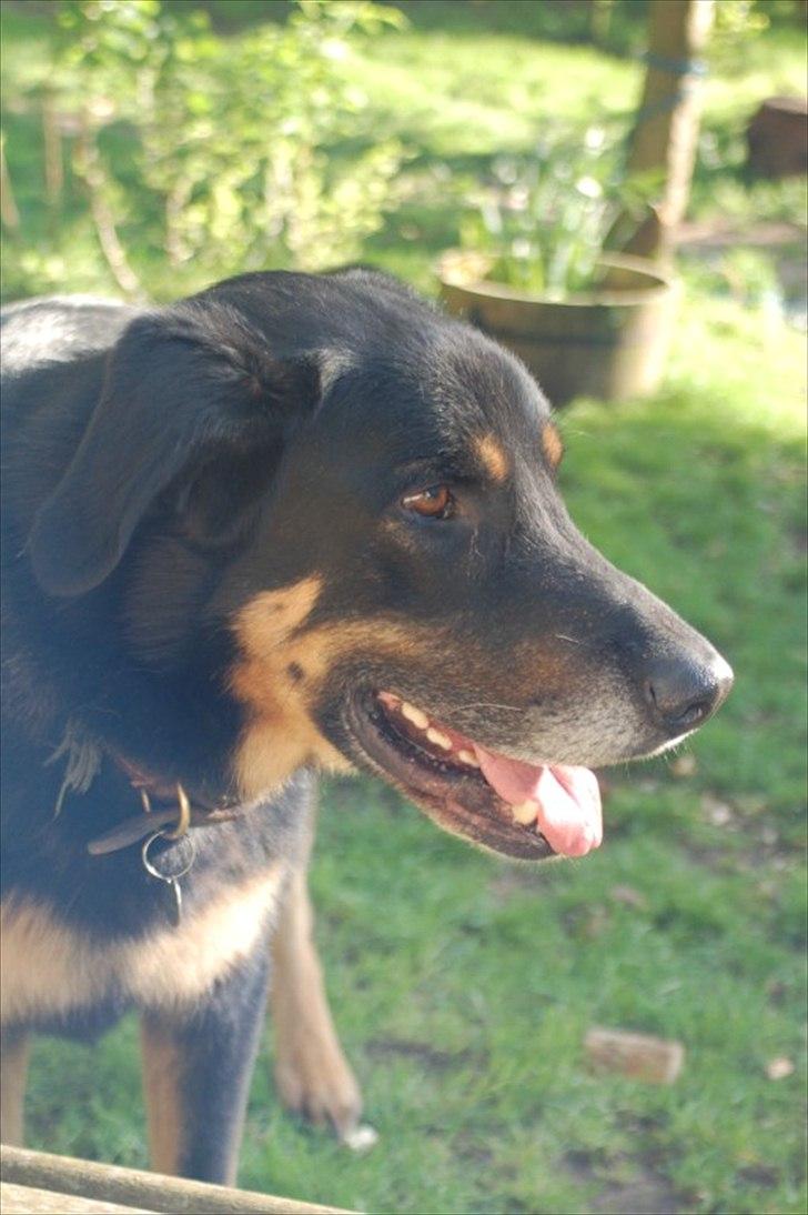 Blanding af racer Kovo <3 billede 3