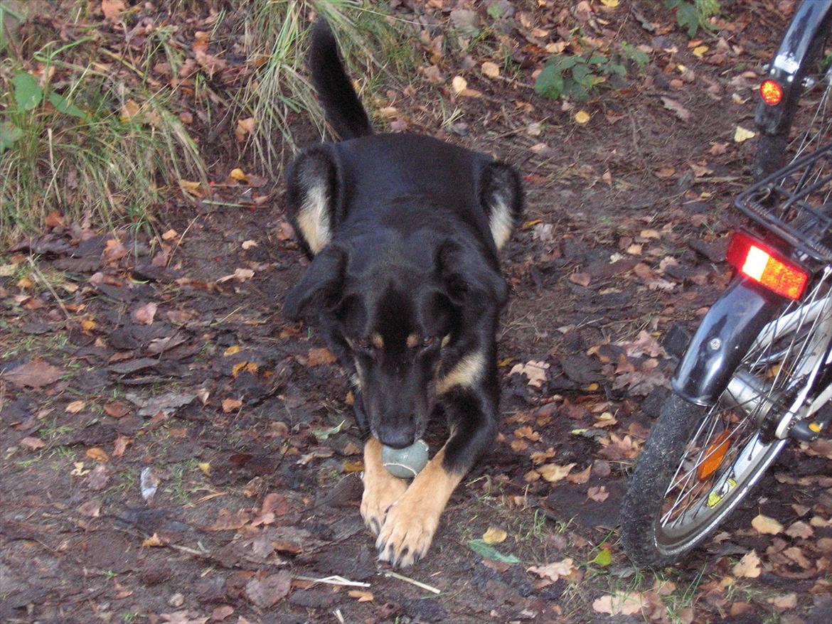 Blanding af racer Kovo <3 billede 4