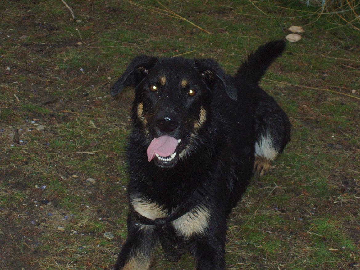 Blanding af racer Kovo <3 billede 5