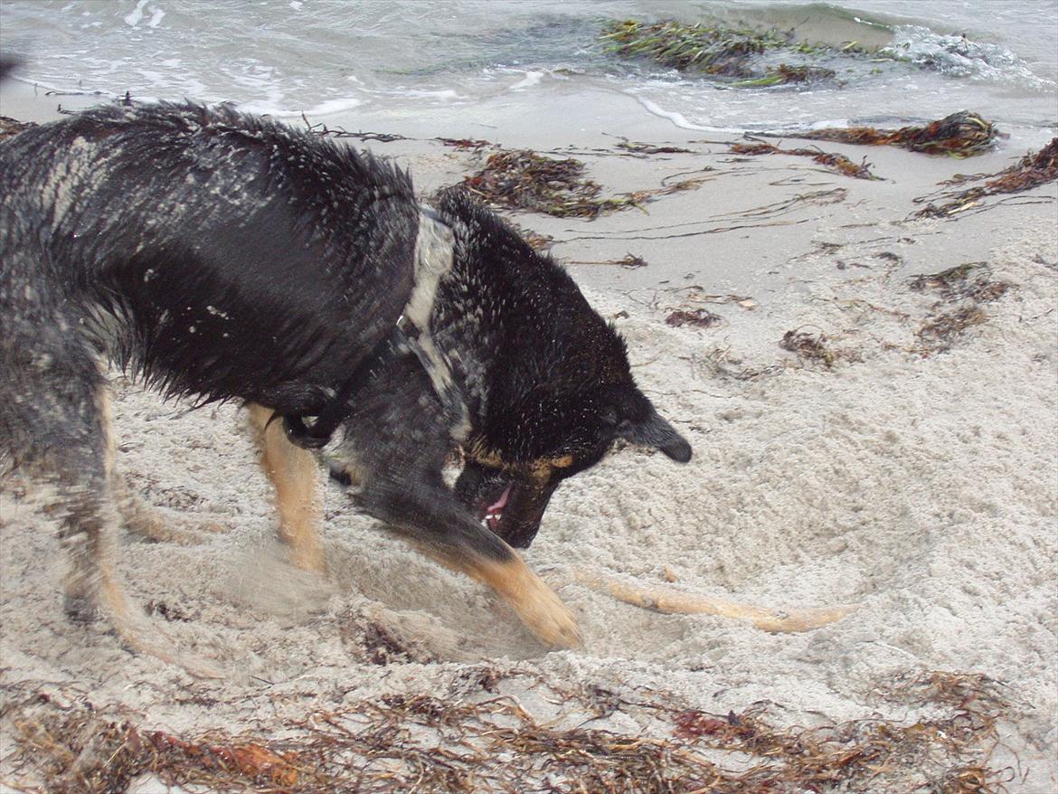 Blanding af racer Kovo <3 billede 6