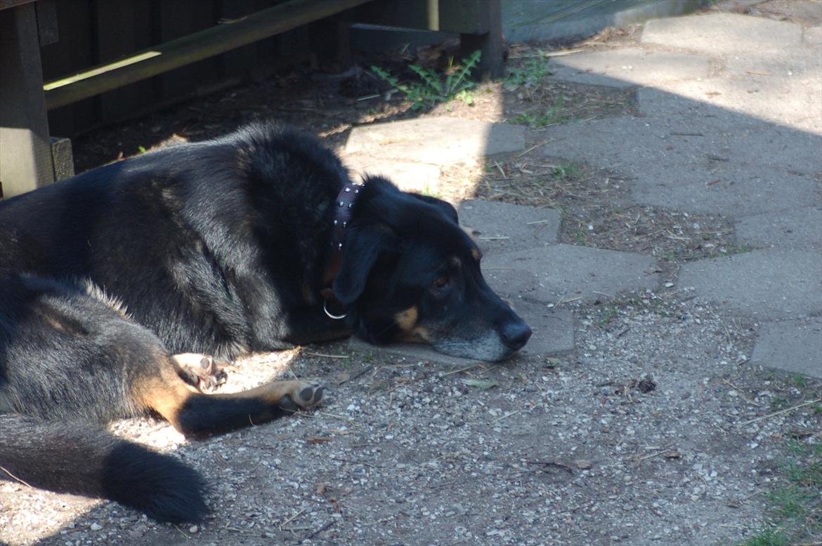 Blanding af racer Kovo <3 - kovo i haven 2011 billede 7