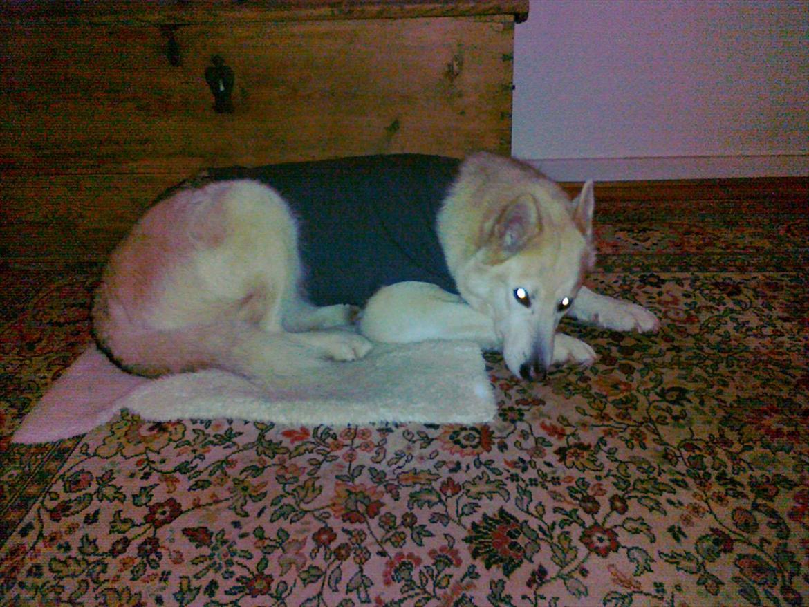 Blanding af racer Nanoq - Sekunder efter hun har fået Thunderjacket på nytårsaften  billede 14