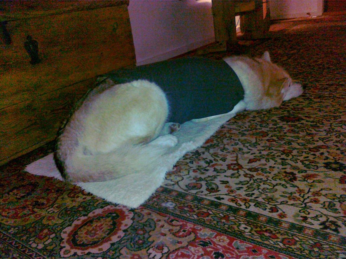 Blanding af racer Nanoq billede 15