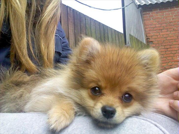 Pomeranian Sussi  R.I.P ;( - Sussi  <33 
21/09-11 billede 1