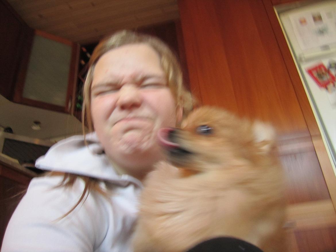 Pomeranian Sussi  R.I.P ;( - Sussi elsker tag slikke xD
24/12-11 billede 2