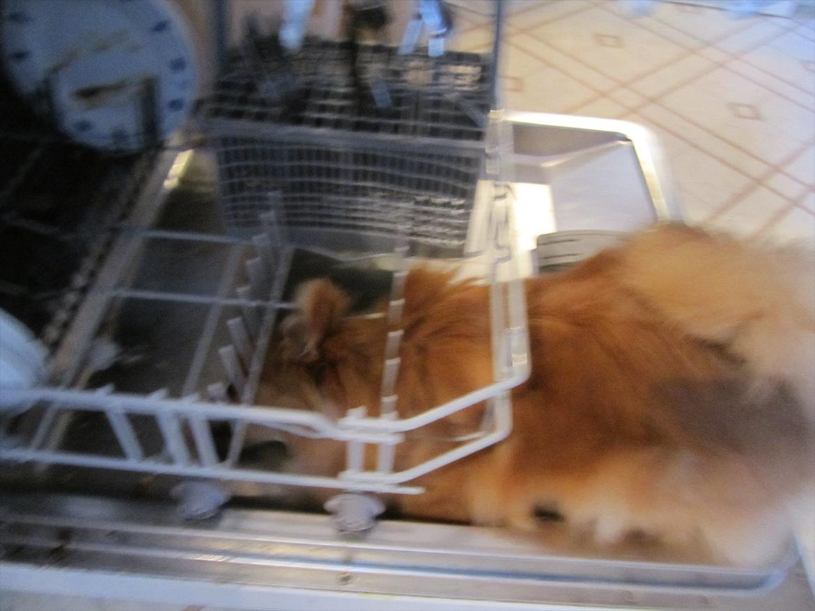 Pomeranian Sussi  R.I.P ;( - Elsker opvaskmaskinen <333
24/12-11 billede 3