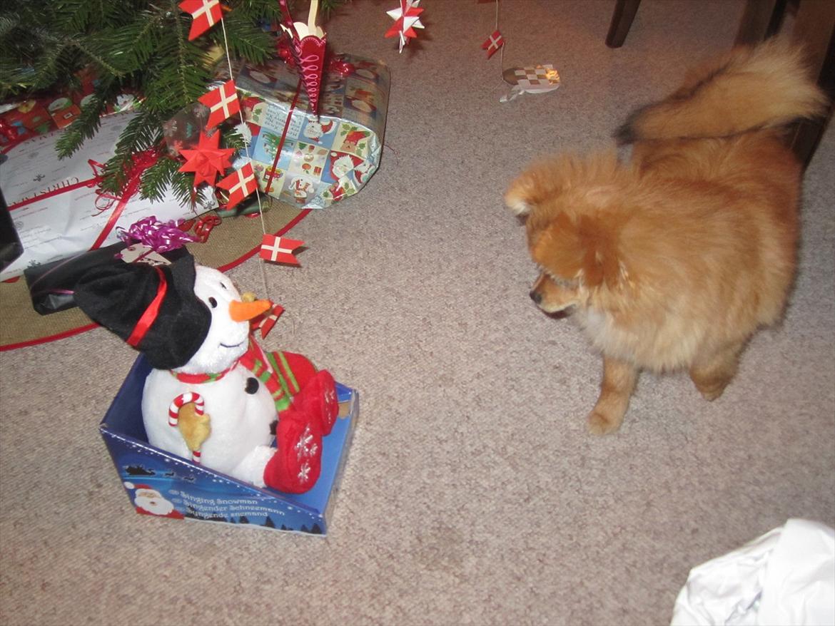 Pomeranian Sussi  R.I.P ;( - Min mandel gave som synger :) Sussi synes den var lidt spændende 
24/12-11 billede 4