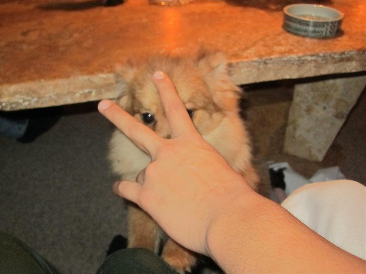 Pomeranian Sussi  R.I.P ;( - Sussi og min fætters hånd :) <33
24/12-11 billede 5