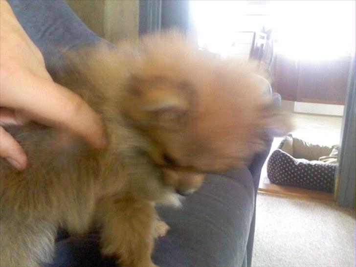 Pomeranian Sussi  R.I.P ;( - Nuurh lille Sussi<3 =) billede 6