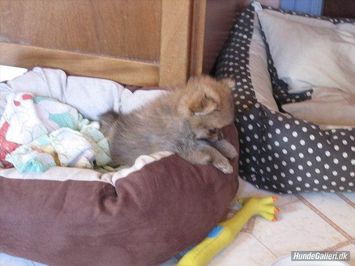 Pomeranian Sussi  R.I.P ;( - Da vi lige var kommet hjem med hende 
8 uger :D <3
09/08-11 billede 7