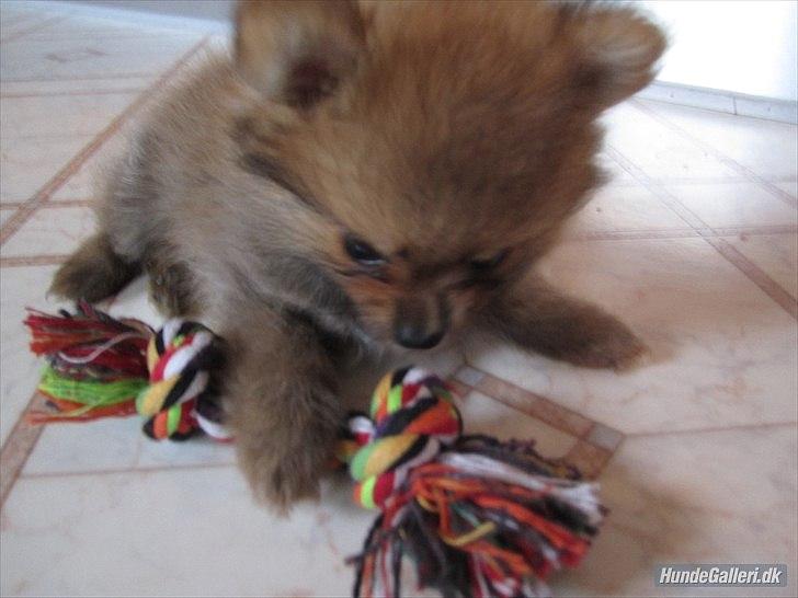 Pomeranian Sussi  R.I.P ;( - Første dag med hende <3 
8 uger 
09/08-11 billede 8