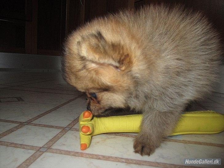 Pomeranian Sussi  R.I.P ;( billede 9