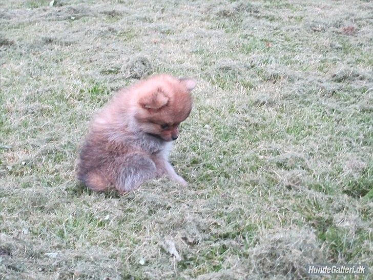 Pomeranian Sussi  R.I.P ;( billede 10