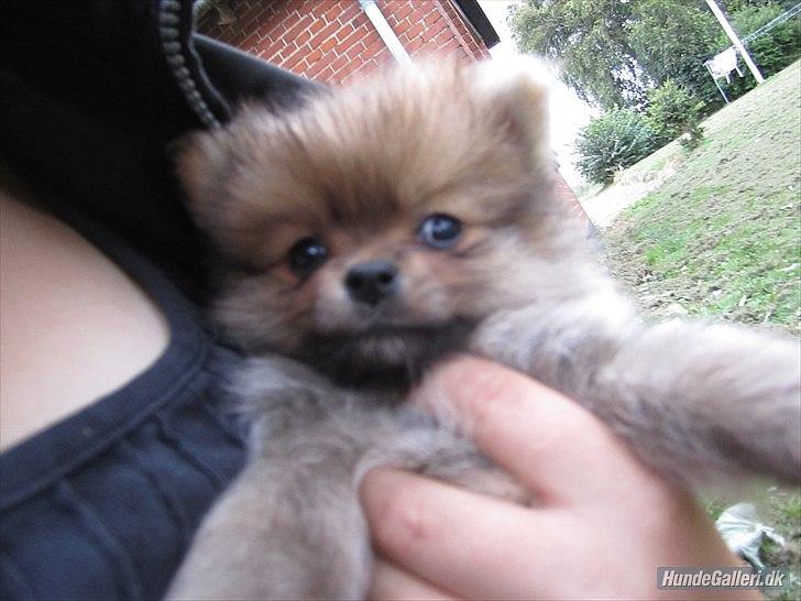 Pomeranian Sussi  R.I.P ;( billede 11