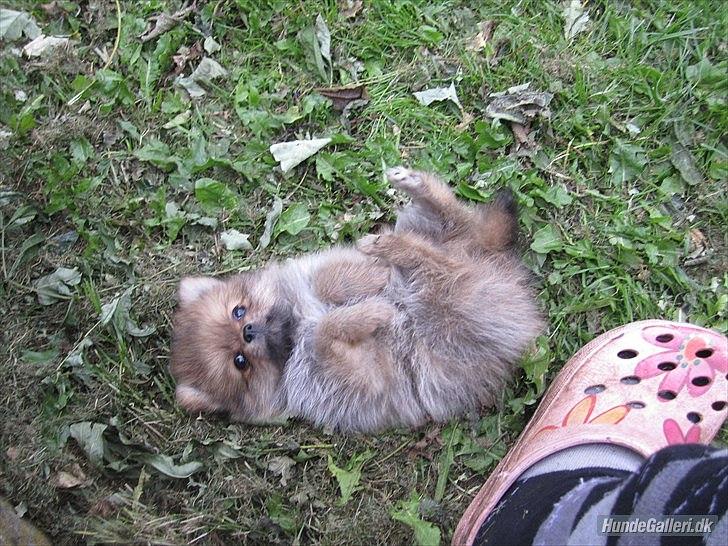 Pomeranian Sussi  R.I.P ;( billede 12