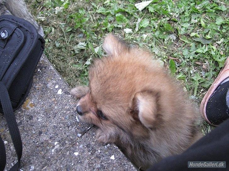 Pomeranian Sussi  R.I.P ;( billede 13