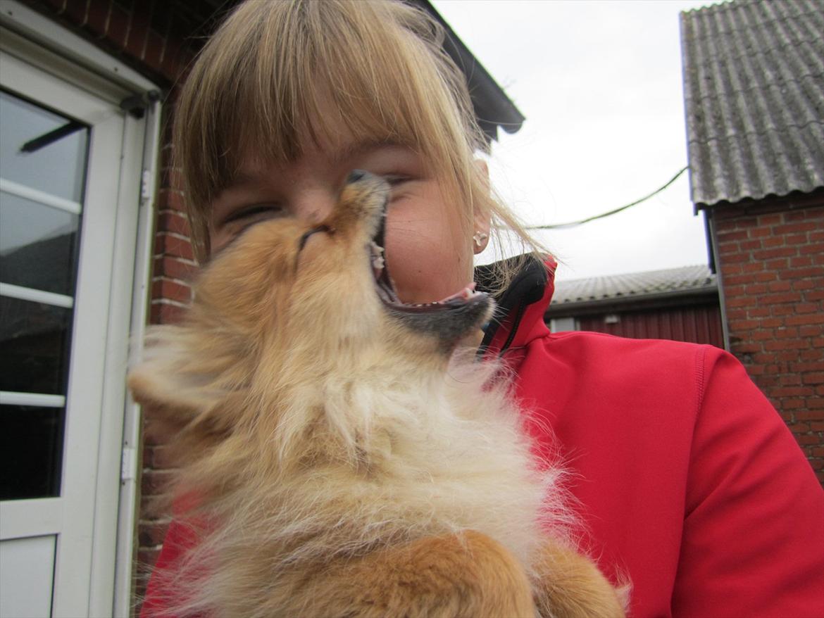 Pomeranian Sussi  R.I.P ;( billede 14