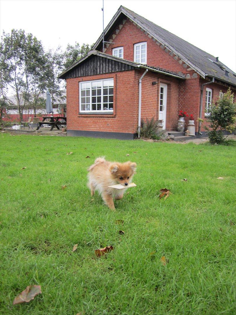 Pomeranian Sussi  R.I.P ;( billede 15