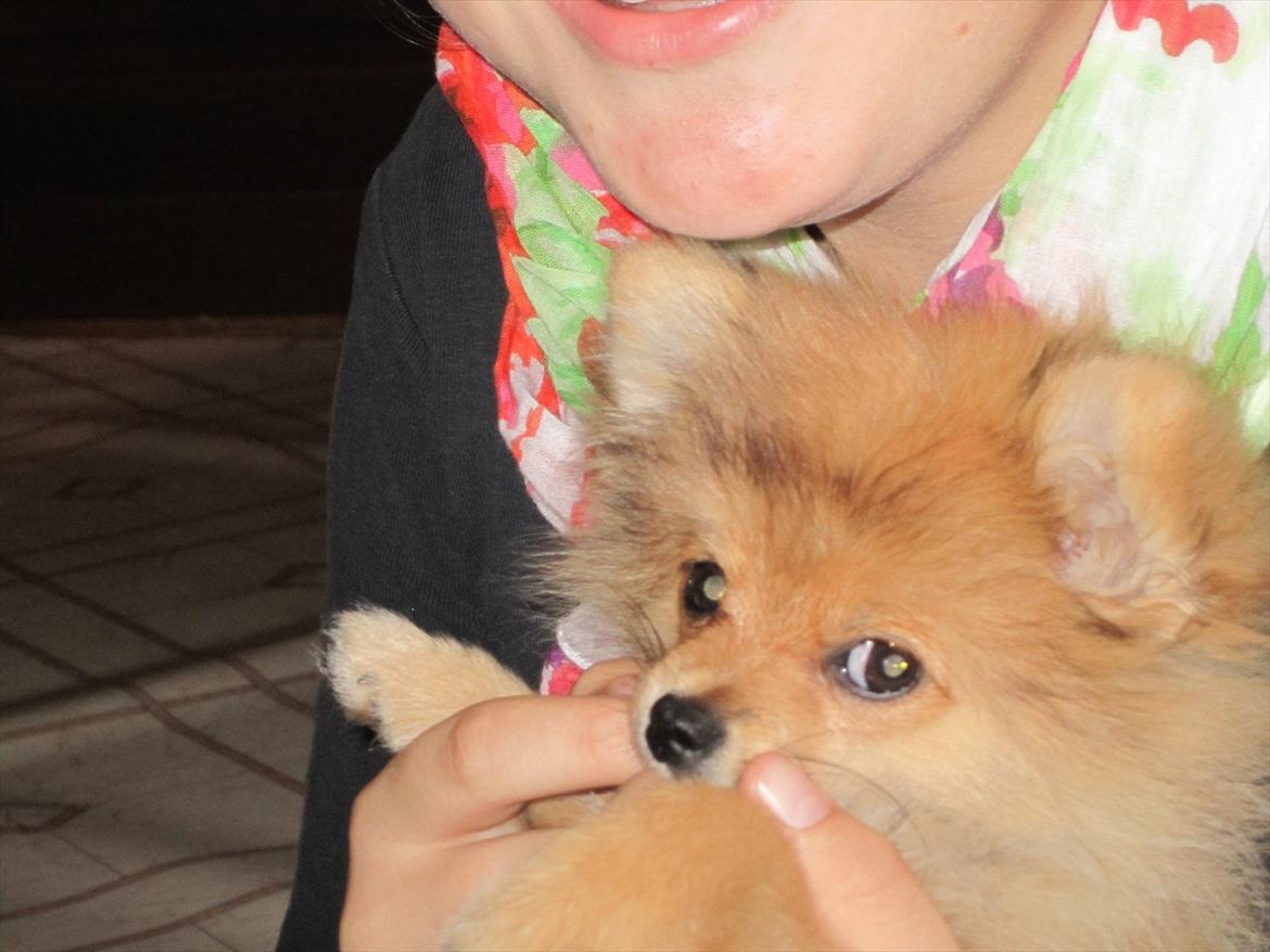 Pomeranian Sussi  R.I.P ;( billede 16