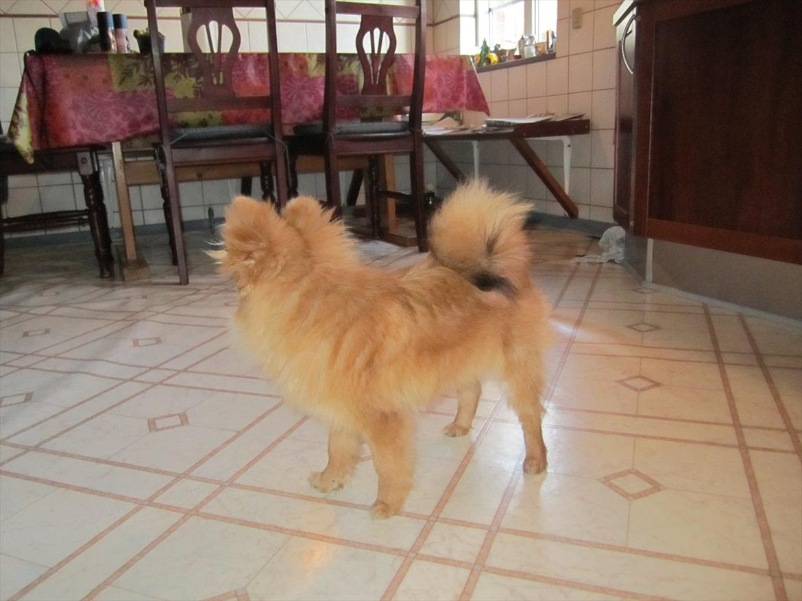 Pomeranian Sussi  R.I.P ;( billede 17