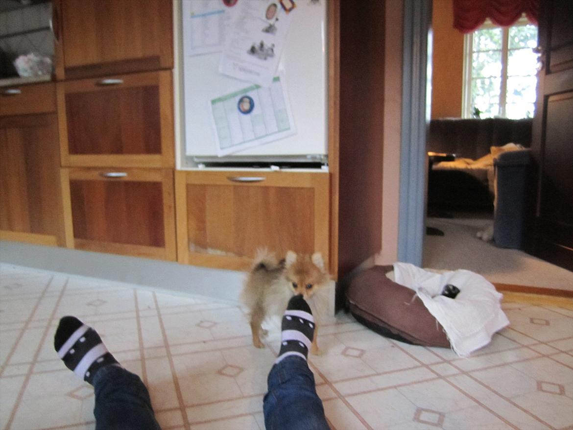 Pomeranian Sussi  R.I.P ;( billede 18