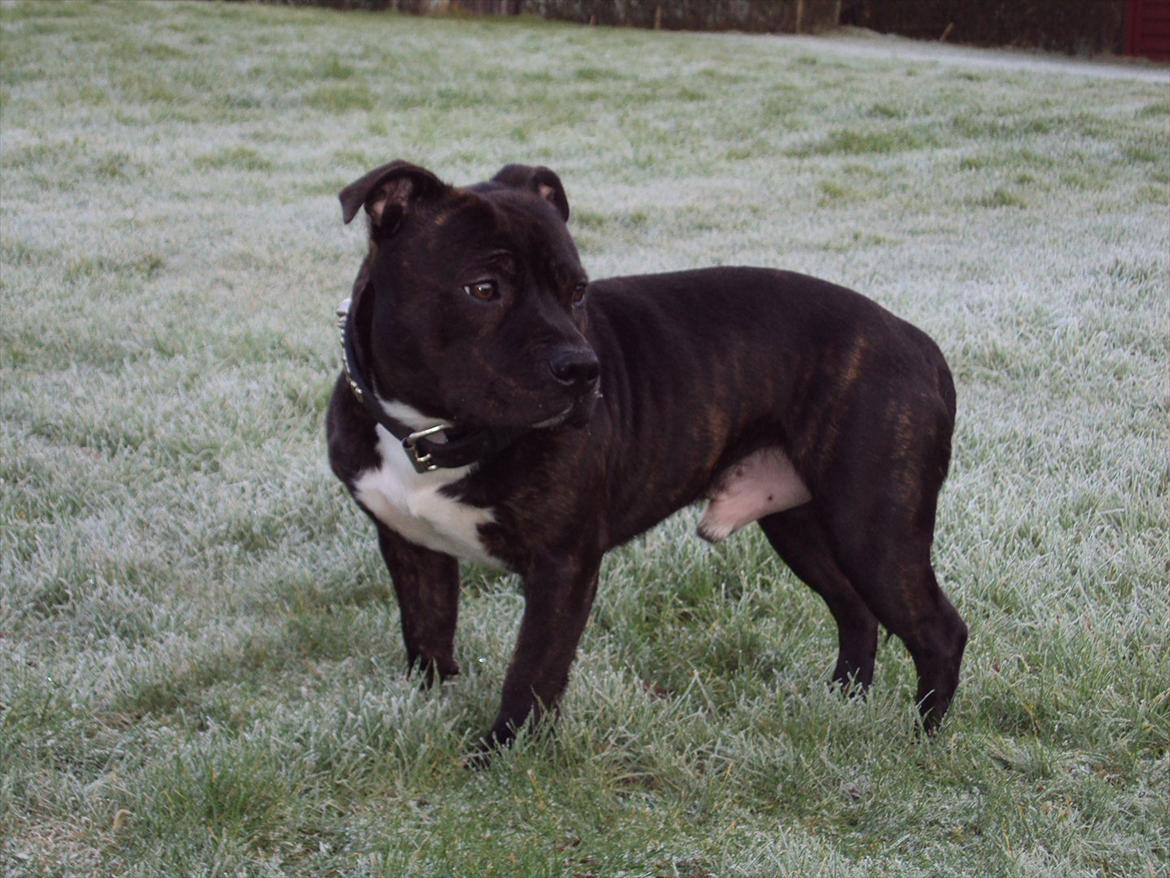 Staffordshire bull terrier Enzo - 31/12-11 
1 år og 8 måneder gammel billede 11