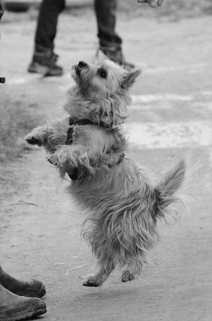 Cairn terrier Sia billede 11