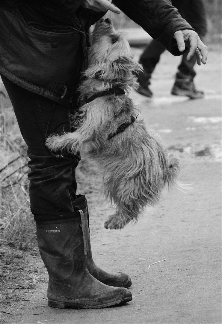 Cairn terrier Sia - trick ;)  billede 15