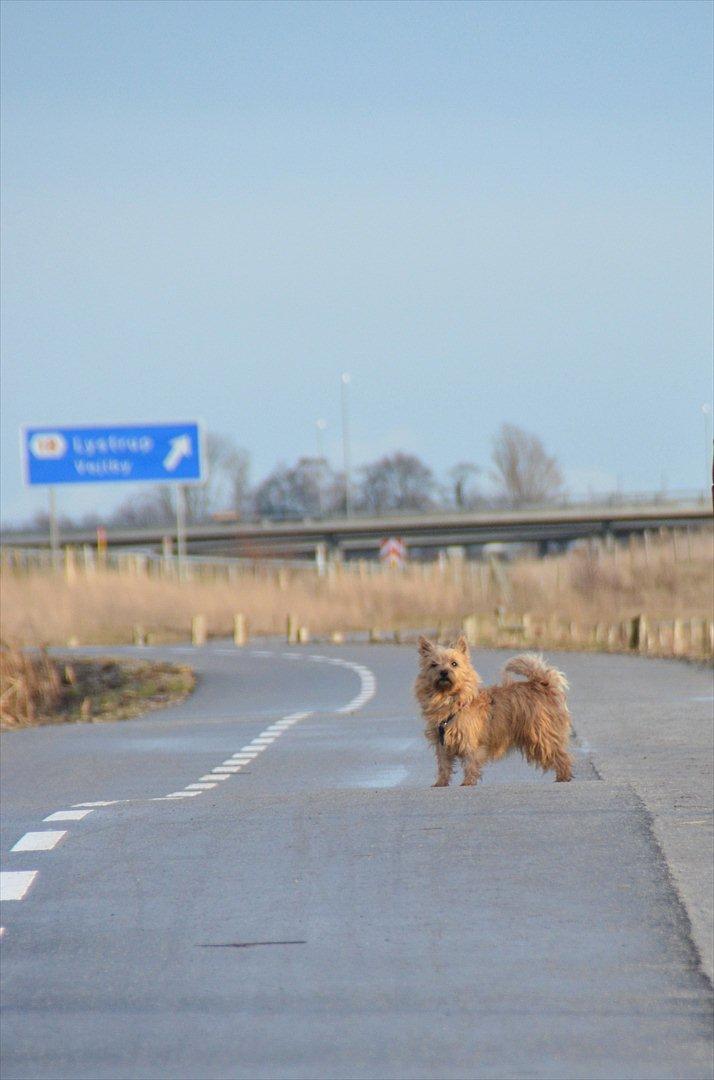 Cairn terrier Sia - Stemningsbillede ved Egå Engsø <3 billede 13