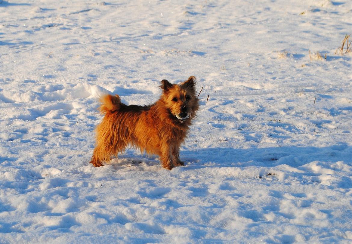 Cairn terrier Sia billede 7