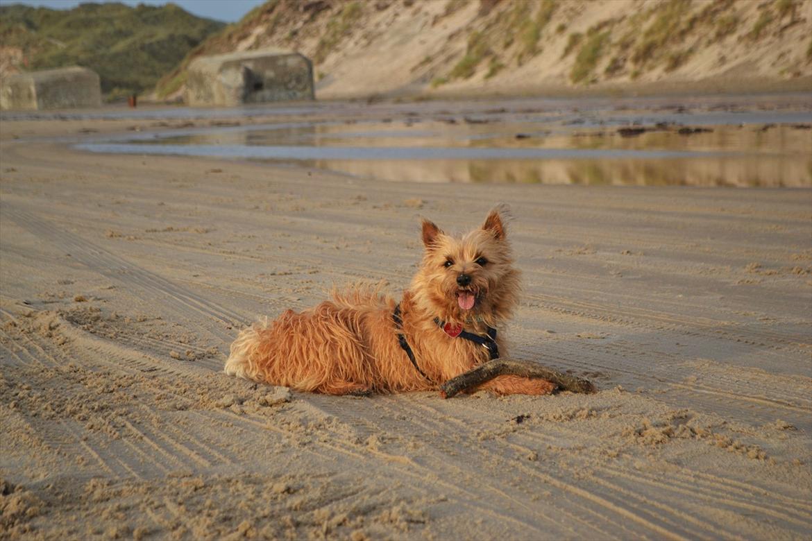 Cairn terrier Sia - en forpustet Sia ved Vesterhavet <3 billede 16